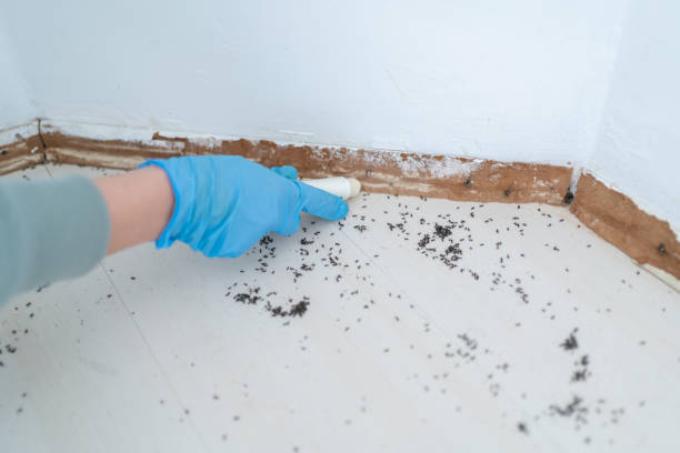 Wasp Removal Services in Mount Carmel, OH